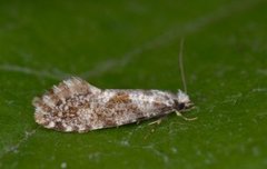 Golden-speckled Clothes Moth (Nemaxera betulinella)