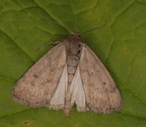 Marsh Moth (Athetis pallustris)