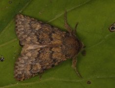 Brindled Ochre (Dasypolia templi)