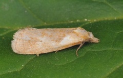 Plain Conch (Phtheochroa inopiana)