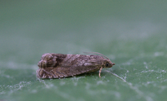 Codling Moth (Cydia pomonella)