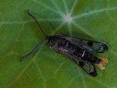 Welsch Clearwing (Synanthedon scoliaeformis)