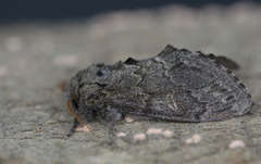 Large Dark Prominent (Notodonta torva)