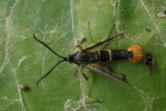 Welsch Clearwing (Synanthedon scoliaeformis)