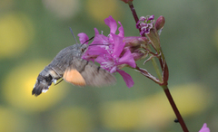 Hummingbird Hawk-moth (Macroglossum stellatarum)