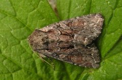 Slåttengfly (Apamea remissa)