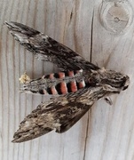 Convolvulus Hawk-moth (Agrius convolvuli)