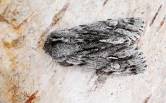 Rannoch Sprawler (Brachionycha nubeculosa)