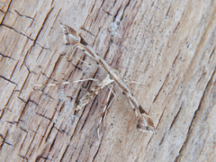 Goldenrod Plume (Platyptilia calodactyla)