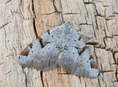 The V-Moth (Macaria wauaria)