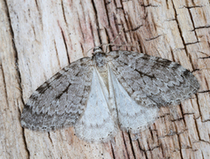 Autumnal Moth (Epirrita autumnata)