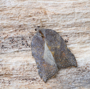Notch-wing Button (Acleris emargana)
