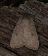 Marsh Moth (Athetis pallustris)