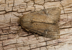 Scarce Brindle (Apamea lateritia)