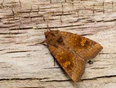 Crinan Ear (Amphipoea crinanensis)