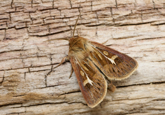 Antler Moth (Cerapteryx graminis)