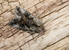 Skogmetallfly (Syngrapha interrogationis)