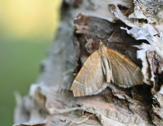 Krattbærmåler (Eulithis testata)