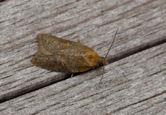 Ginger Button (Acleris aspersana)