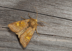 Crinan Ear (Amphipoea crinanensis)