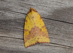 Pink-barred Sallow (Xanthia togata)