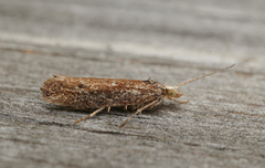 Ypsolopha parenthesella