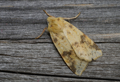 The Sallow (Xanthia icteritia)