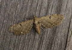 Currant Pug (Eupithecia assimilata)