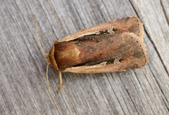 Flame Shoulder (Ochropleura plecta)