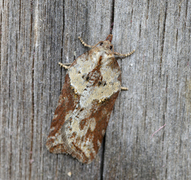 Sallow Button (Acleris hastiana)