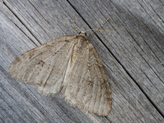 Autumnal Moth (Epirrita autumnata)