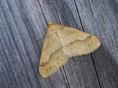 Scarce Umber (Agriopis aurantiaria)