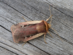 Flame Shoulder (Ochropleura plecta)