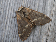 Høstspinner (Poecilocampa populi)