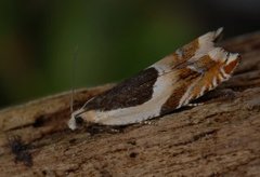 Common Roller (Ancylis badiana)
