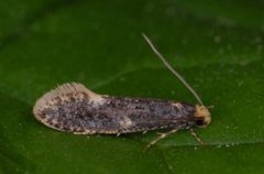 Carrion Moth (Monopis weaverella)