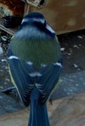 Blue Tit (Cyanistes caeruleus)