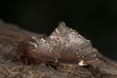Scarce Prominent (Odontosia carmelita)