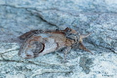 Pebble Prominent (Notodonta ziczac)