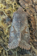 Hebrew Character (Orthosia gothica)