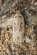 Red-letter Flat-body (Agonopterix ocellana)