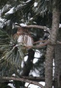 Eurasian Pygmy Owl (Glaucidium passerinum)