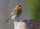 Rødstrupe (Erithacus rubecula)