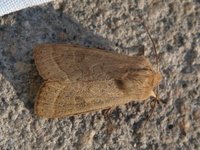 Tverrlinjet seljefly (Orthosia cerasi)