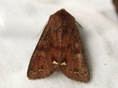 Broom Moth (Ceramica pisi)