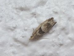 Small Birch Bell (Epinotia ramella)