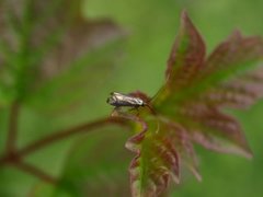 Green Long-horn (Adela reaumurella)