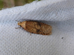 Angelica Flat-body (Agonopterix angelicella)