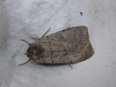 Rosy Marsh Moth (Coenophila subrosea)