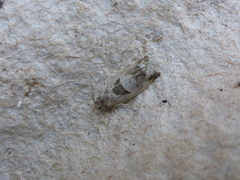 Small Birch Bell (Epinotia ramella)
